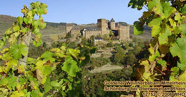 Goldener Weinherbst am Mittelrhein, Schnburg bei Oberwesel am Rhein. 12752  2006 WHO